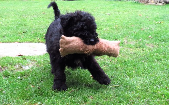 Chiot bouvier des flandres, souche de travail