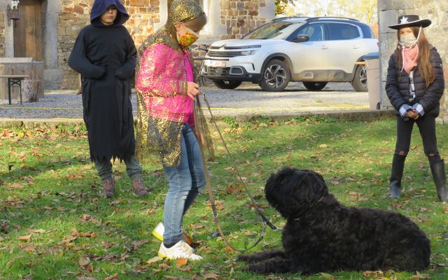 Bouvier des Flandres et les enfants