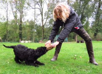 Experience du bouvier des Flandres