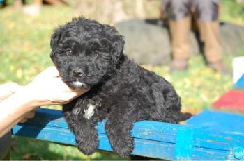 socialisation du chiot bouvier des flandres