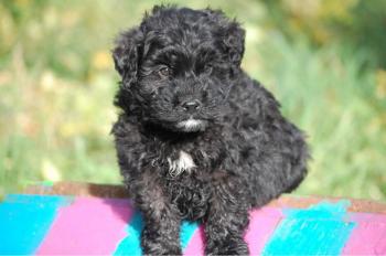  guide du chiot bouvier des flandres