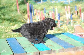 éducation du chiot bouvier des flandres