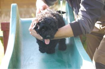 L'apprentissage du chiot bouvier des flandres