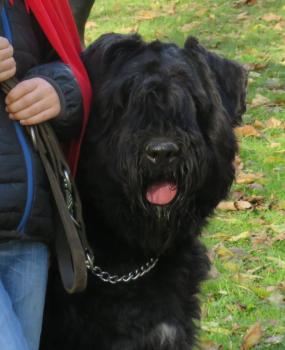 Standar bouvier-des-flandres