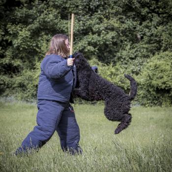 Bouvier des flandres chien de travail